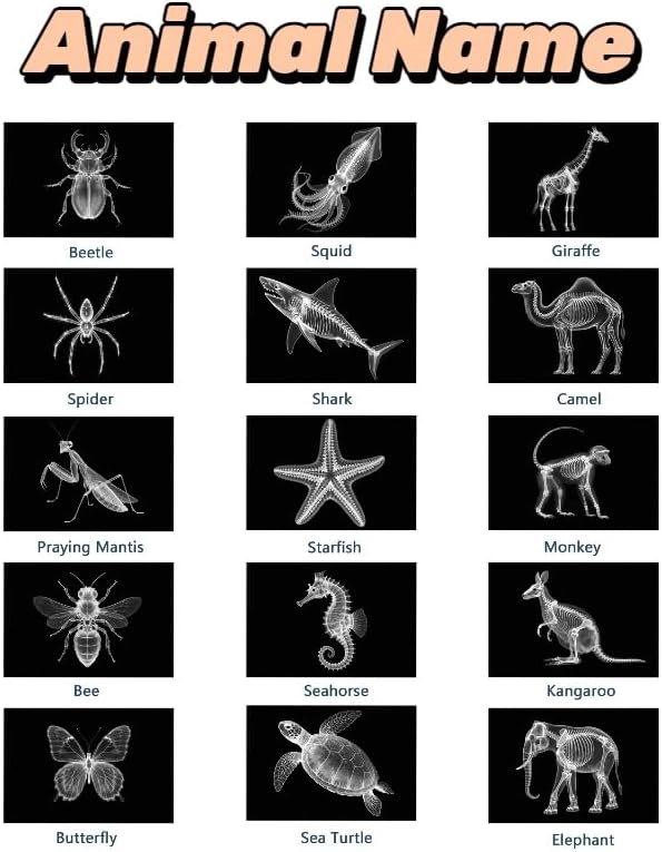 Animal X-ray Educational Set 15 Pieces for Light Table Science Learning