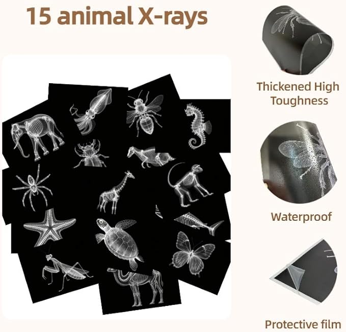 Animal X-ray Educational Set 15 Pieces for Light Table Science Learning
