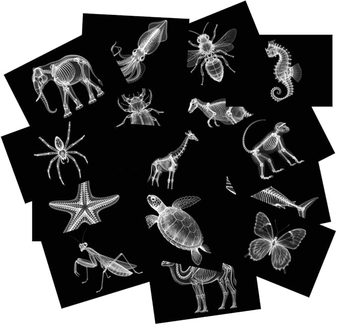 Animal X-ray Educational Set 15 Pieces for Light Table Science Learning