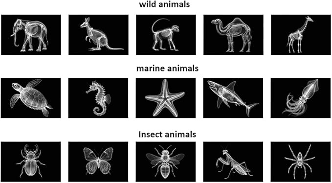 Animal X-ray Educational Set 15 Pieces for Light Table Science Learning