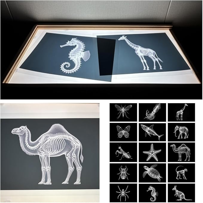 Animal X-ray Educational Set 15 Pieces for Light Table Science Learning