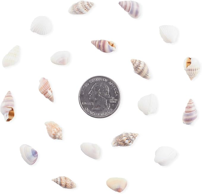 Super Z Outlet Tiny Miniature Fairy Garden Beach Critter Seashells Marine Life Collection for Vase Filler (2 Tbsp Pack)