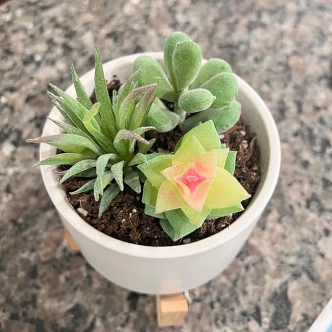 OrgMemory Artificial Succulent Plants, Small Plastic Succulents, Faux Succulents, Suculentas for DIY Garden Decor Succulent Dollhouse Craft Model Miniature Dioramas Miniature Garden Buildings