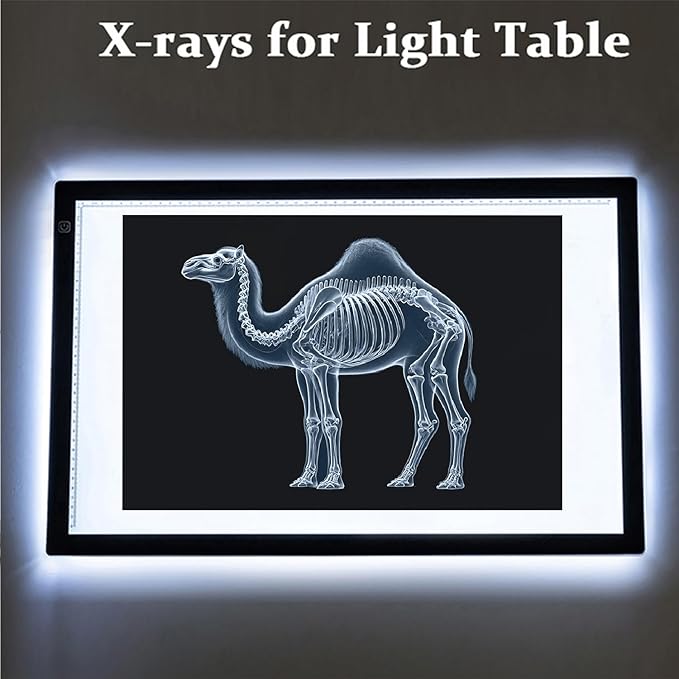 Animal X-ray Educational Set 15 Pieces for Light Table Science Learning