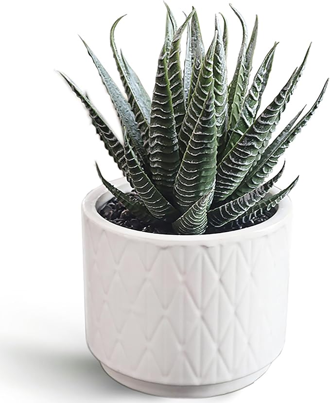 Artificial Succulent in Ceramic Pot, 6.7'' High Potted Fake Aloe Succulent Plant for Home Office Desk Bathroom Boho Shelf Decor, Realistic Faux Aloe with No Maintenance