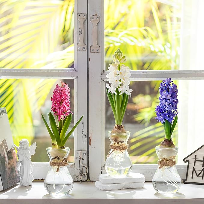 Small Glass Vases for Centerpieces - Hewory 12pcs Clear Mini Hyacinth Avocado Growing Bud Vase Bulk, Cute Tiny Flower Bulb Forcing Plant Containers Set for Wedding Home Living Room Table Decorations