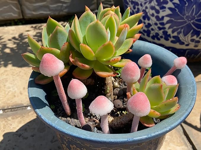 Sthdembo 8-Pcs Handmade Glittery Pink Resin Mini Mushrooms for Fairy Desk Plants, Miniature Terrarium Decor & Micro Landscape (not Include The vase)