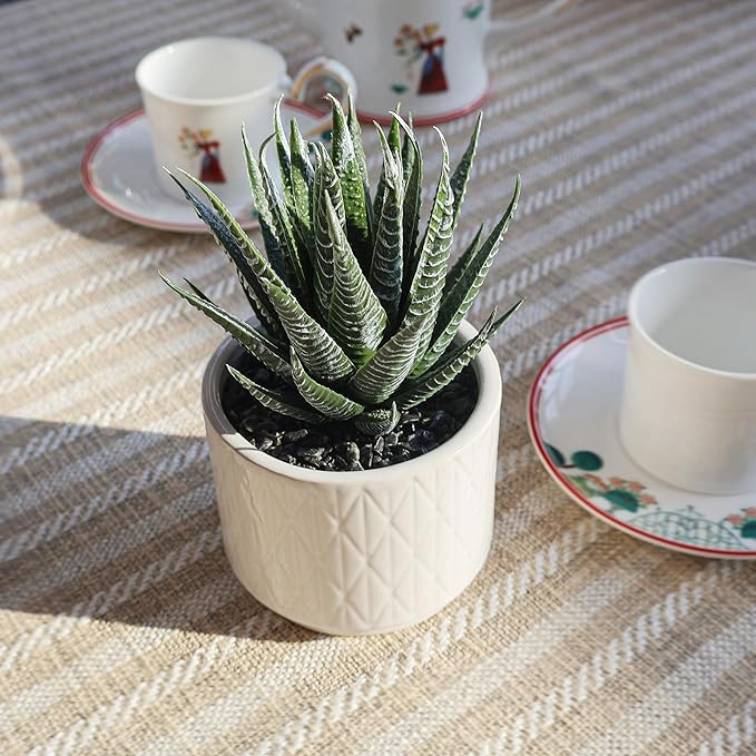 Artificial Succulent in Ceramic Pot, 6.7'' High Potted Fake Aloe Succulent Plant for Home Office Desk Bathroom Boho Shelf Decor, Realistic Faux Aloe with No Maintenance
